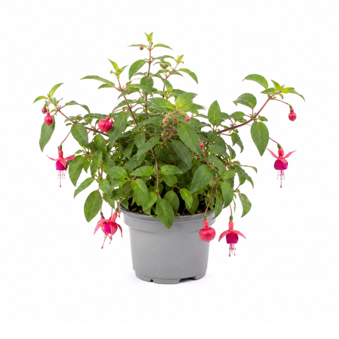 Hængende Fuchsia