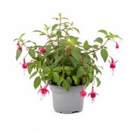 Hængende Fuchsia