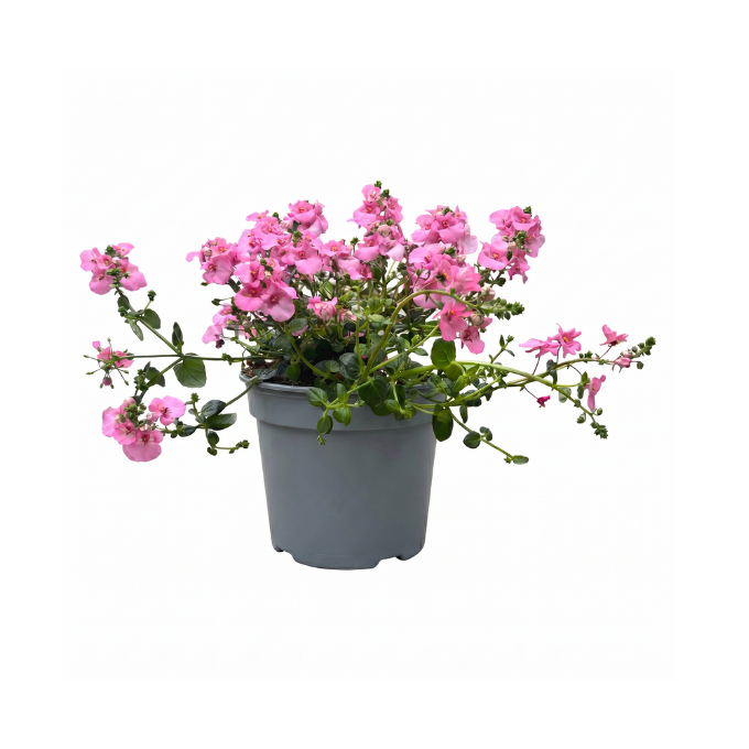 Tvillingeblomst