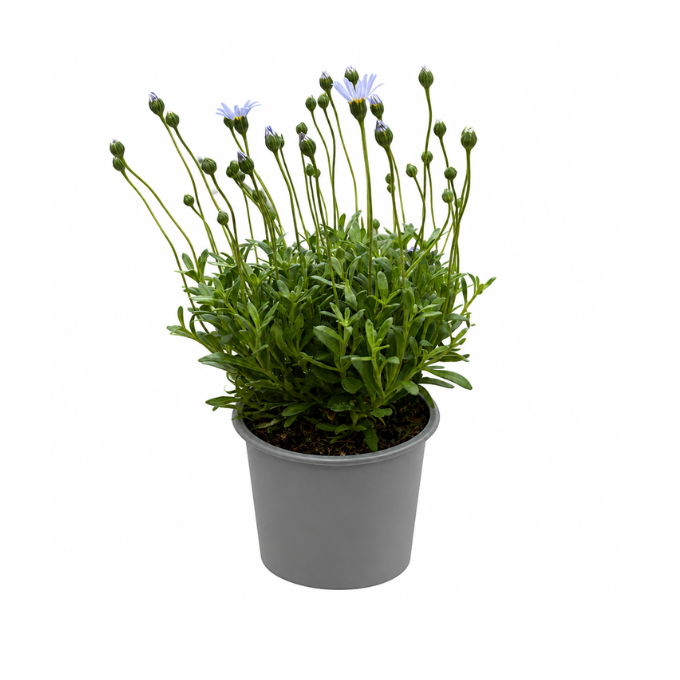 Blå marguerit