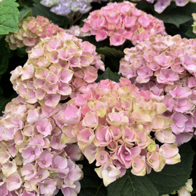 Hortensia ‘Evolution’