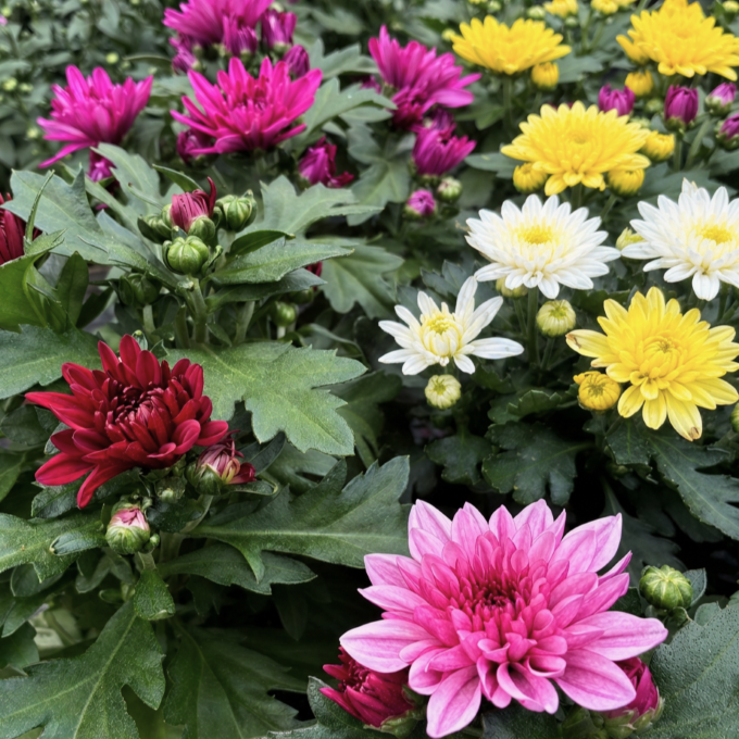 Krysantemum