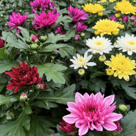 Krysantemum