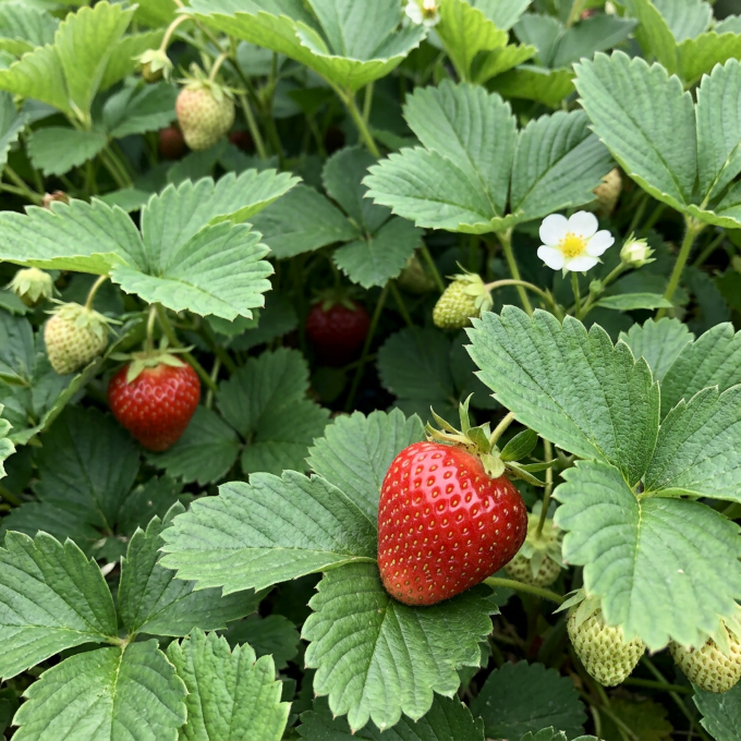 Jordbær ‘Elsanta’