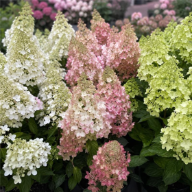 Syrenhortensia