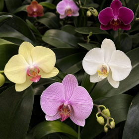 2-grenet Phalaenopsis orkidé