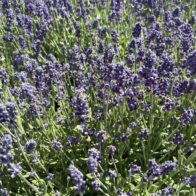 Lavendel 'Hidcote Blue'