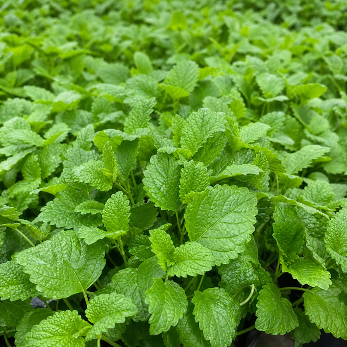 Citronmelisse