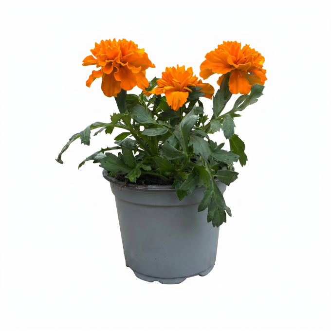 Fløjlsblomst ‘Nana’