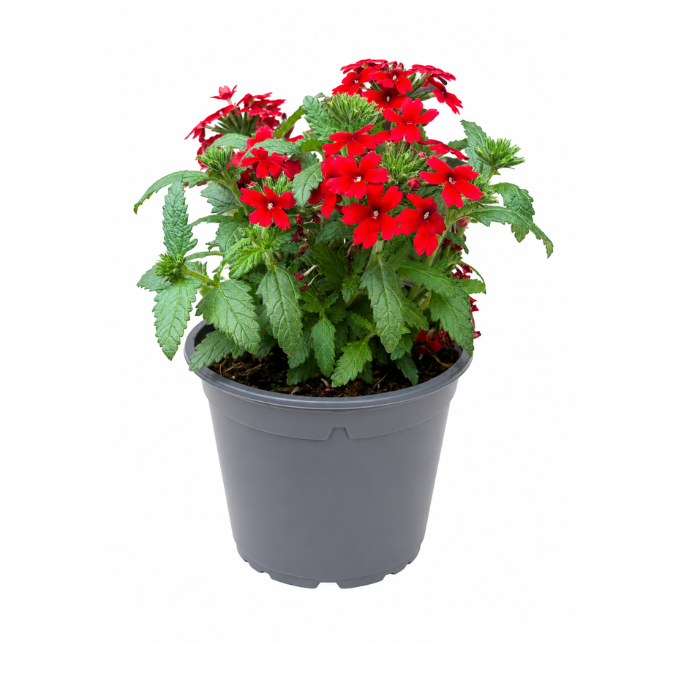 Verbena