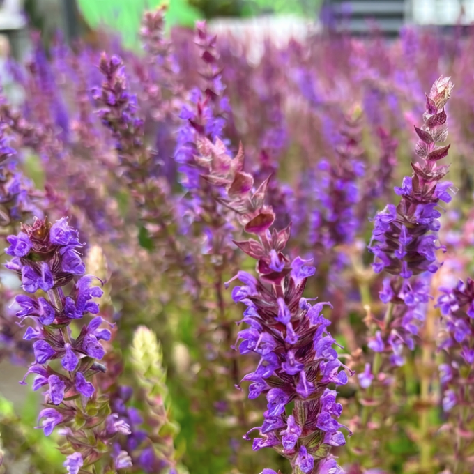 Småblomstret salvie