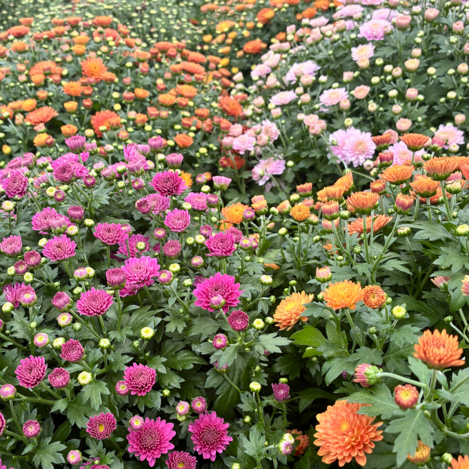 Kuglekrysantemum