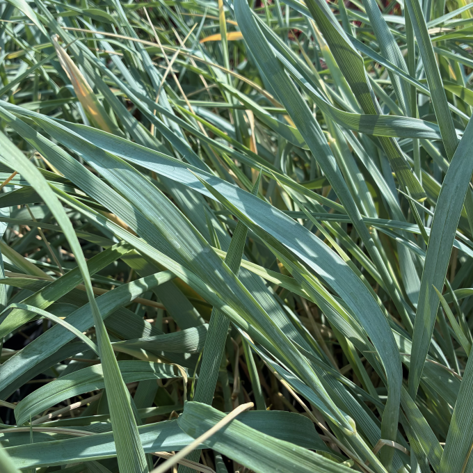 Marehalm 'Blue Dune'