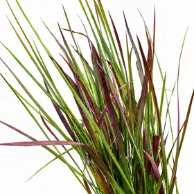 Japansk blodgræs 'Red Baron'
