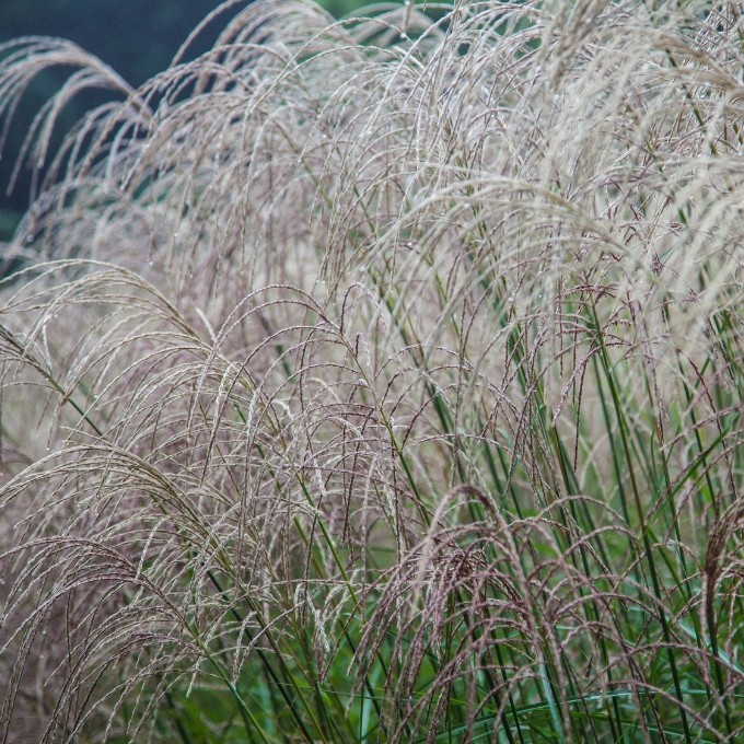 Elefantgræs 'Kleine Silberspinne'