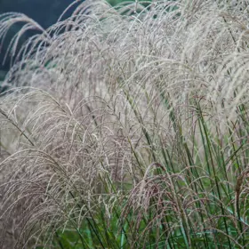 Elefantgræs 'Kleine Silberspinne'