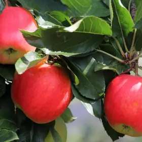 Æbletræ 'Santana'
