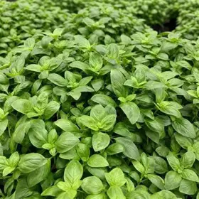 Basilikum ‘Piccoline’