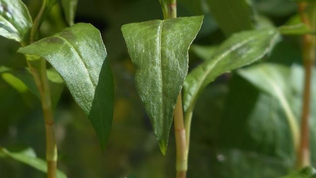Vietnamesisk Koriander