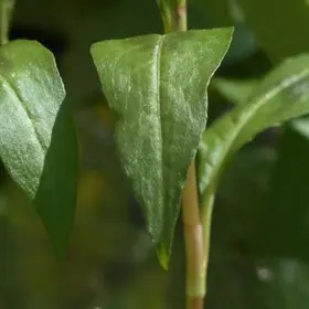 Vietnamesisk Koriander