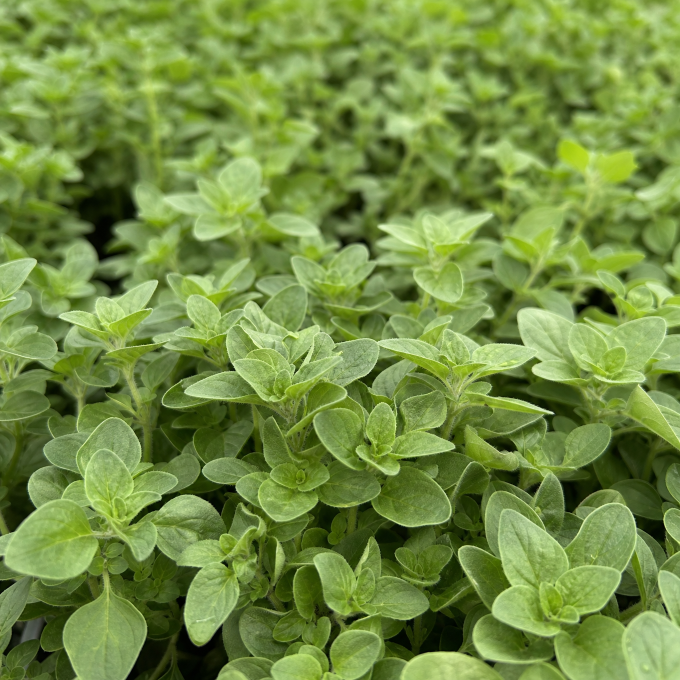 Oregano