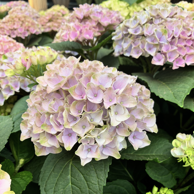 Hortensia ‘Evolution’