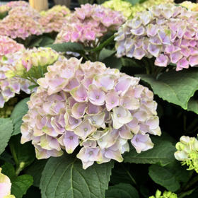 Hortensia ‘Evolution’