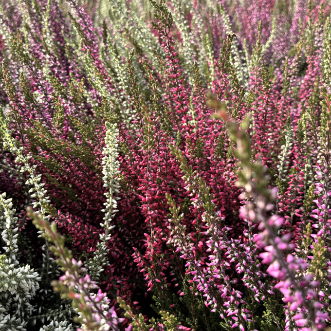 Efterårslyng ‘Garden Girls’