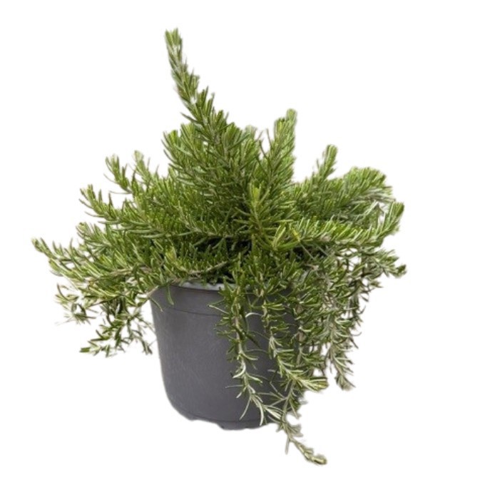 Krybende Rosmarin 'Prostratus'