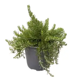 Krybende Rosmarin 'Prostratus'
