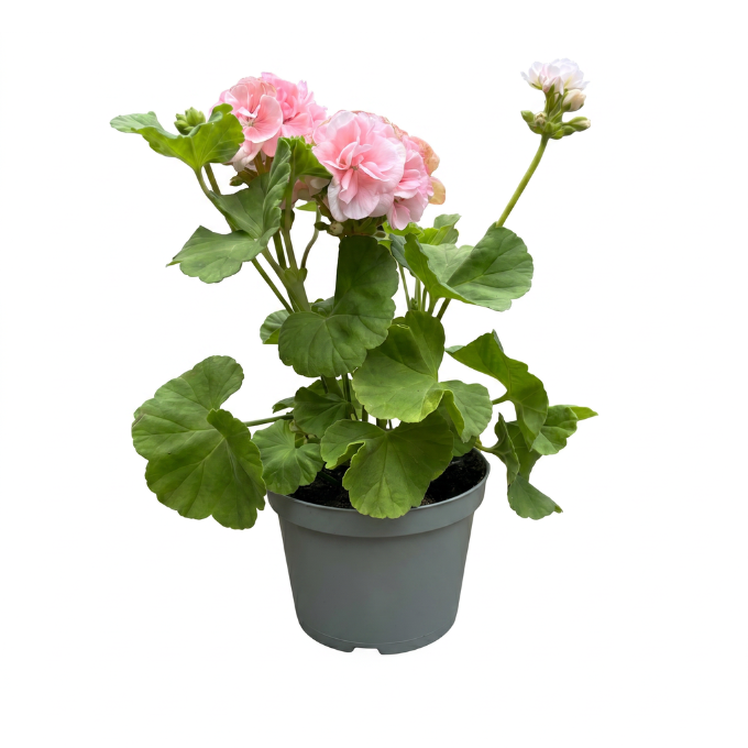Royale pelargonier