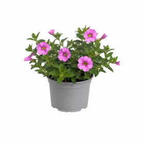 Minipetunia ‘Million Bells’