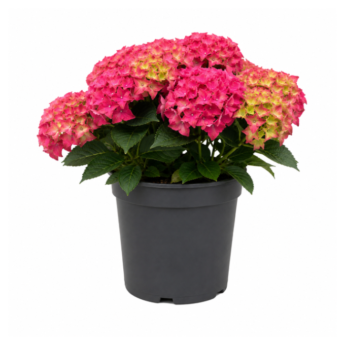 Hortensia (29 cm)