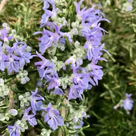 Krybende Rosmarin 'Prostratus'