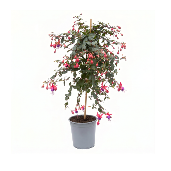 Opstammet fuchsia
