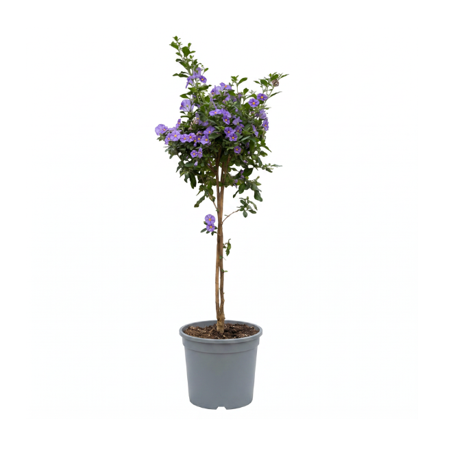 Opstammet Kartoffelblomst