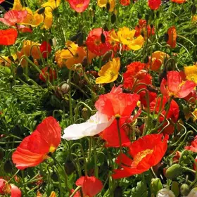Sibirisk Valmue 'nudicaule'