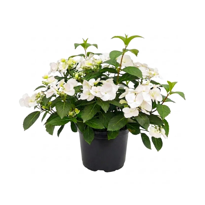 Hortensia ‘Runaway Bride’