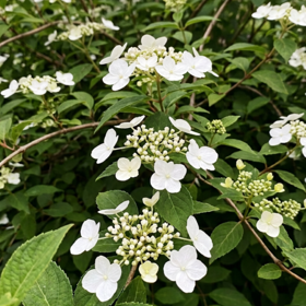 Hortensia ‘Runaway Bride’