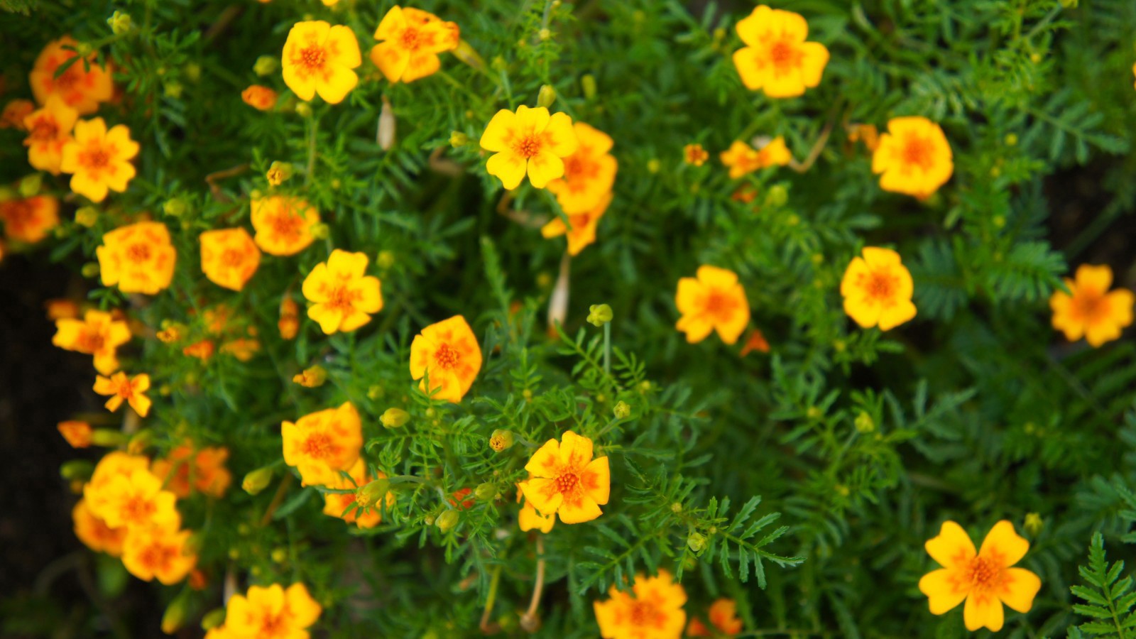 Appelsintagetes