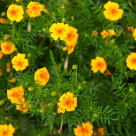 Appelsintagetes
