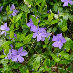 Vintergrøn 'Bowles Cunningham'