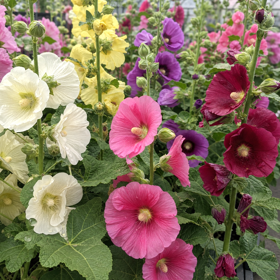 Stokrose