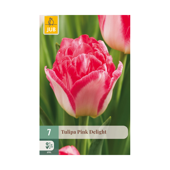 Tulipan ‘Pink Delight’
