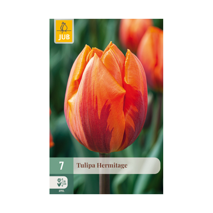 Tulipan ‘Hermitage’