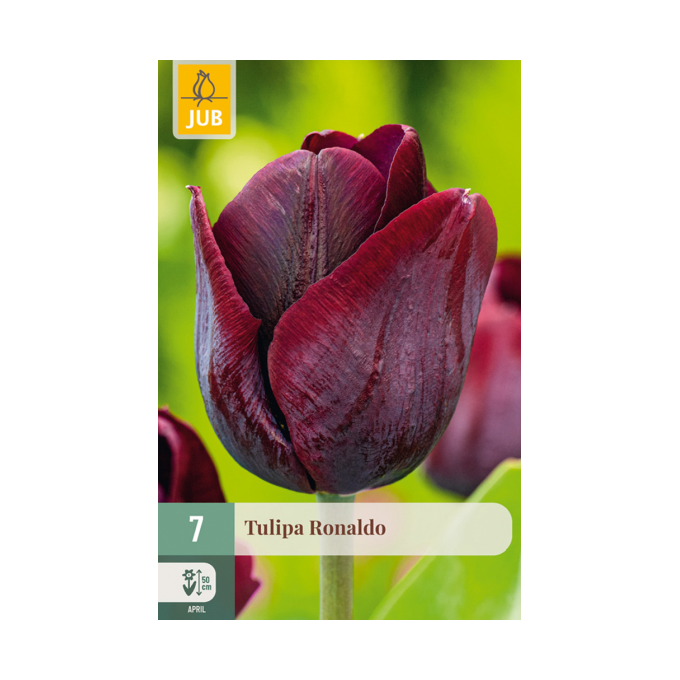 Tulipan ‘Ronaldo’