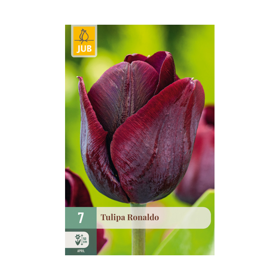 Tulipan ‘Ronaldo’