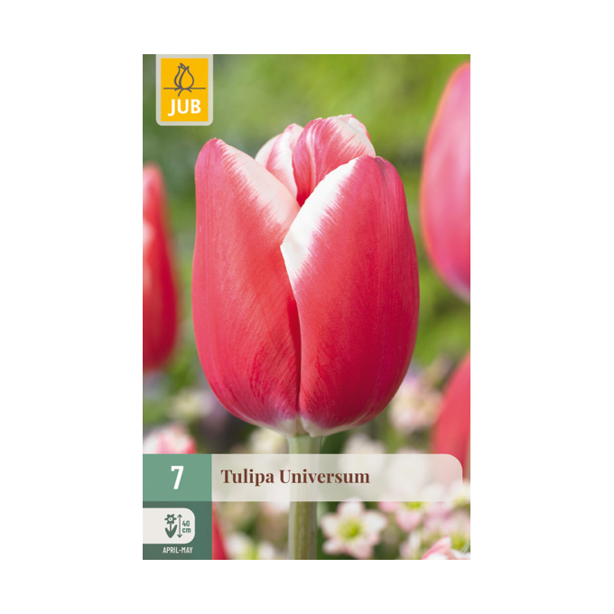 Tulipan ‘Universum’