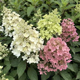 Opstammet syrenhortensia
