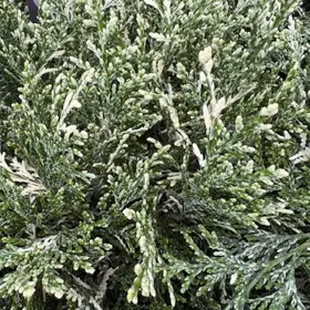Dværgcypres 'Pearly Swirls'